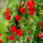 O1CN01ij7yPs1X5Q99F77p1__6000000002872-0-cib