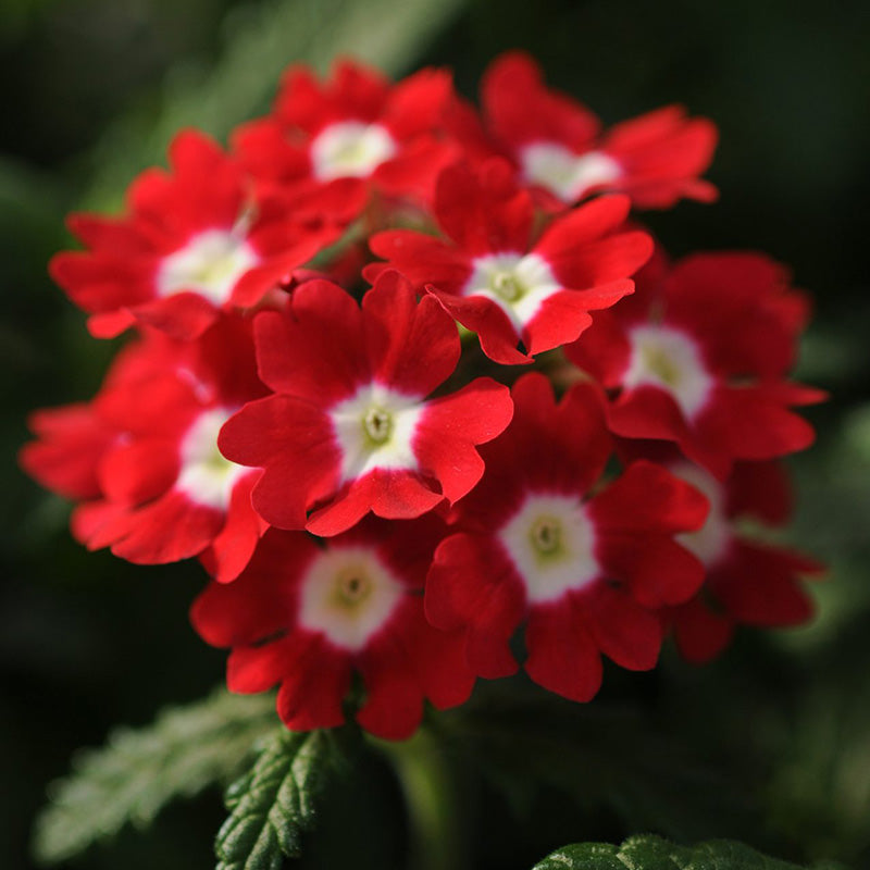 85120-1-Verbena_Quartz_XP_Red_With_Eye