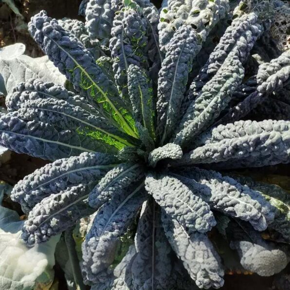 Lacinato Kale Seeds