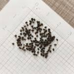 03281_01_compactsummersavory