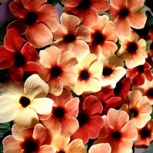 Sunrise Surprise Black-Eyed Susan Vine Thunbergia Seeds