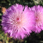 13039000934_500142703