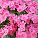 20474909473_500142703