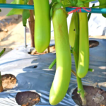 1624570f821817063bf7c7fdfec17acd