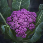 Purple Magic Hybrid Broccoli Seeds
