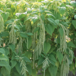 Amaranthus