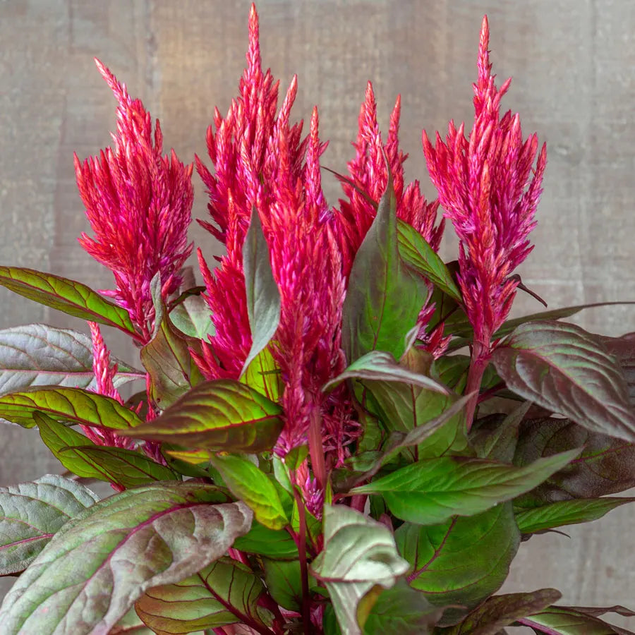 Celosia_Seeds
