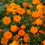 CosmicOrangeCosmosFlowerSeeds33