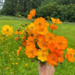 CosmicOrangeCosmosFlowerSeeds33