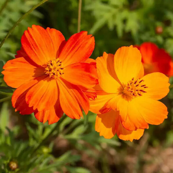 Cosmic Orange Cosmos Flower Seeds