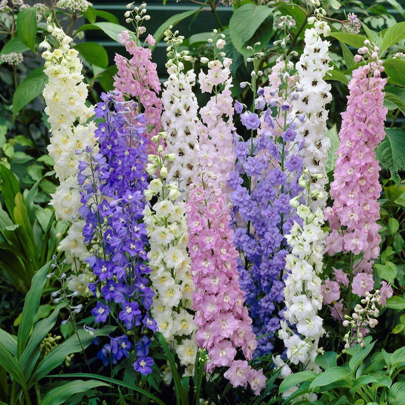 Delphinium-Standard-Mix-vis-1