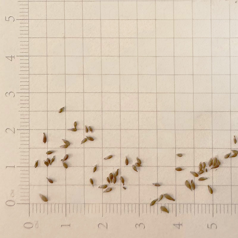 EmeraldZoysiaGrassSeeds