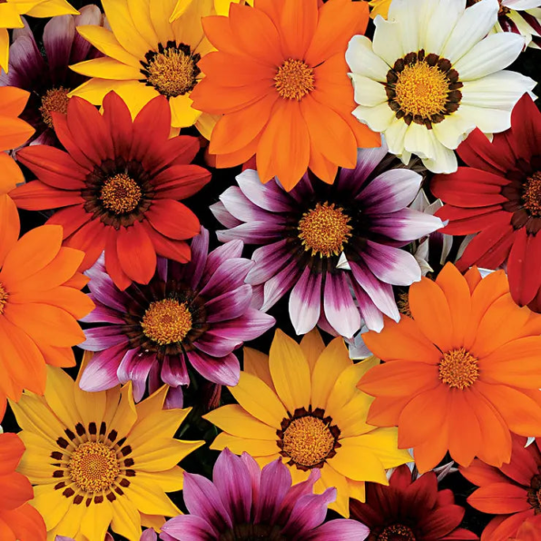 New Day Mix Hybrid Gazania Seeds