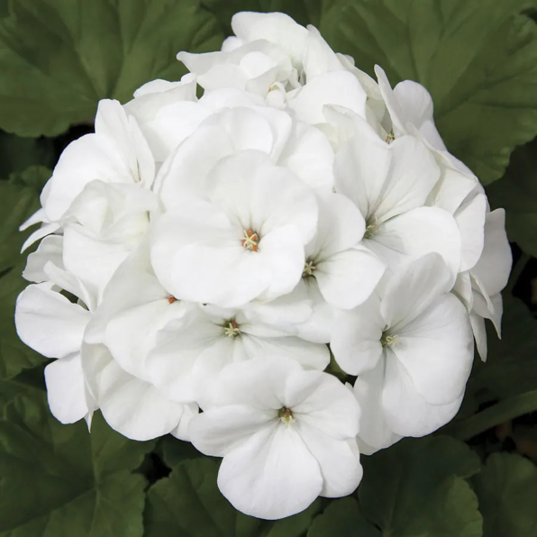 White Hybrid Geranium Seeds
