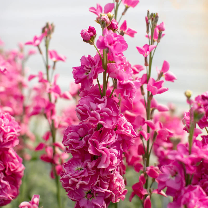 Katz_Bright_Rose_Floret_800x800_eb8fb72d-7b38-4c9f-a57c-61a48b47f921