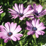 MixOsteospermumSeeds11