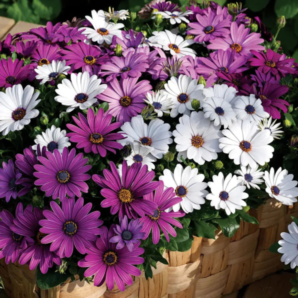 Mix Osteospermum Seeds