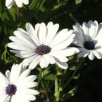 MixOsteospermumSeeds11