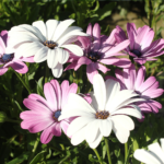 MixOsteospermumSeeds11