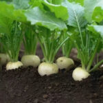 Alamo Hybrid Turnip Seeds