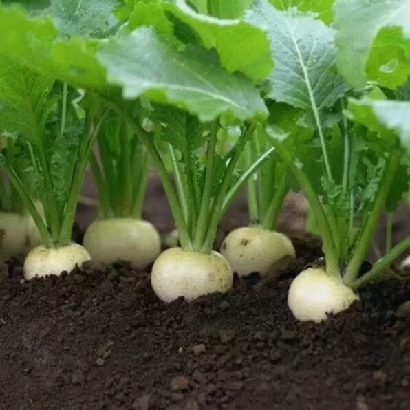 Alamo Hybrid Turnip Seeds