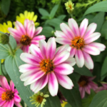 StarlightRoseZinniaSeeds