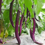 O1CN01Q2ieri24v4HiPSdt4__3096967452_jpg_q50_jpg