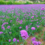 10178914952_500142703