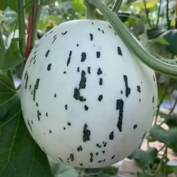 Snow Leopard (F1) Melon Seed