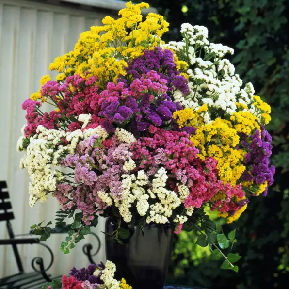 Soiree Mix Statice Flower Seeds