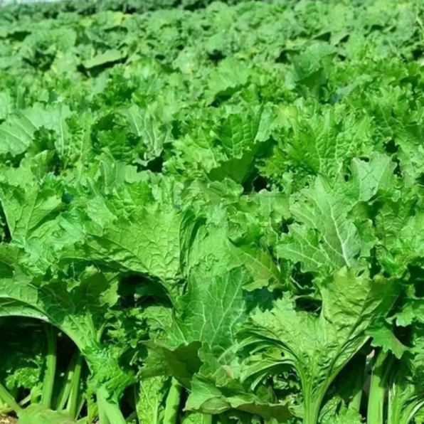 Southern Giant Curled Mustard Seeds