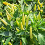 Mexican Sunrise F1 Hot Pepper Seeds