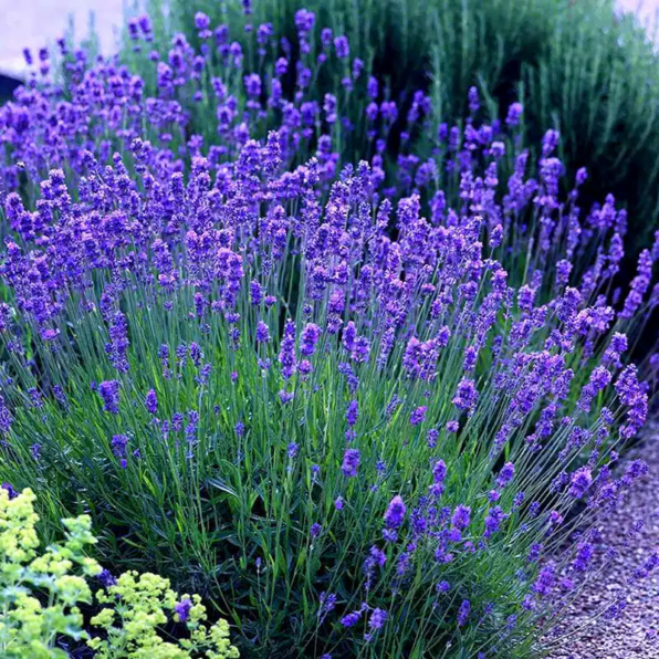 English Lavender Seeds
