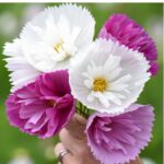 O1CN01St3xc52JkjWzJtGRR__2213216199460