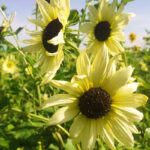 sunflower-sunset-lemon-ndp-2