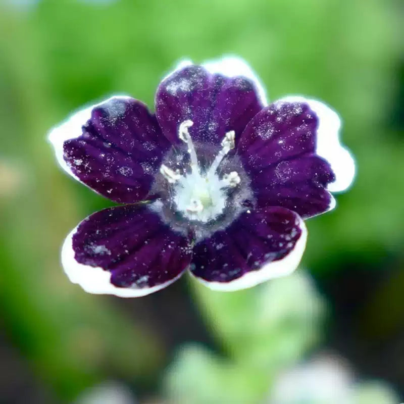 O1CN011IRv532JkjemXi1h8__2213216199460_jpg_q50_jpg