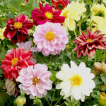 O1CN019xKZp92BdOFtjB7Nl__2044468361-0-cib