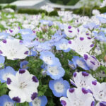 Mixed Nemophila Seeds
