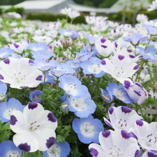 Mixed Nemophila Seeds