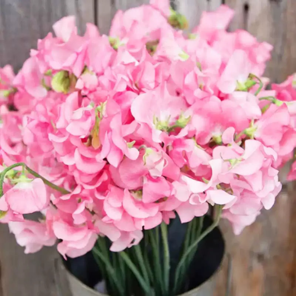 Elegance Pink Diana Sweet Pea Seed