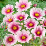 O1CN01ce6ifu2JkjhTJTzXc__2213216199460_jpg_q30_jpg