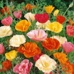 O1CN011crYSp2JkjasYn9Qj__2213216199460_jpg_q30_jpg