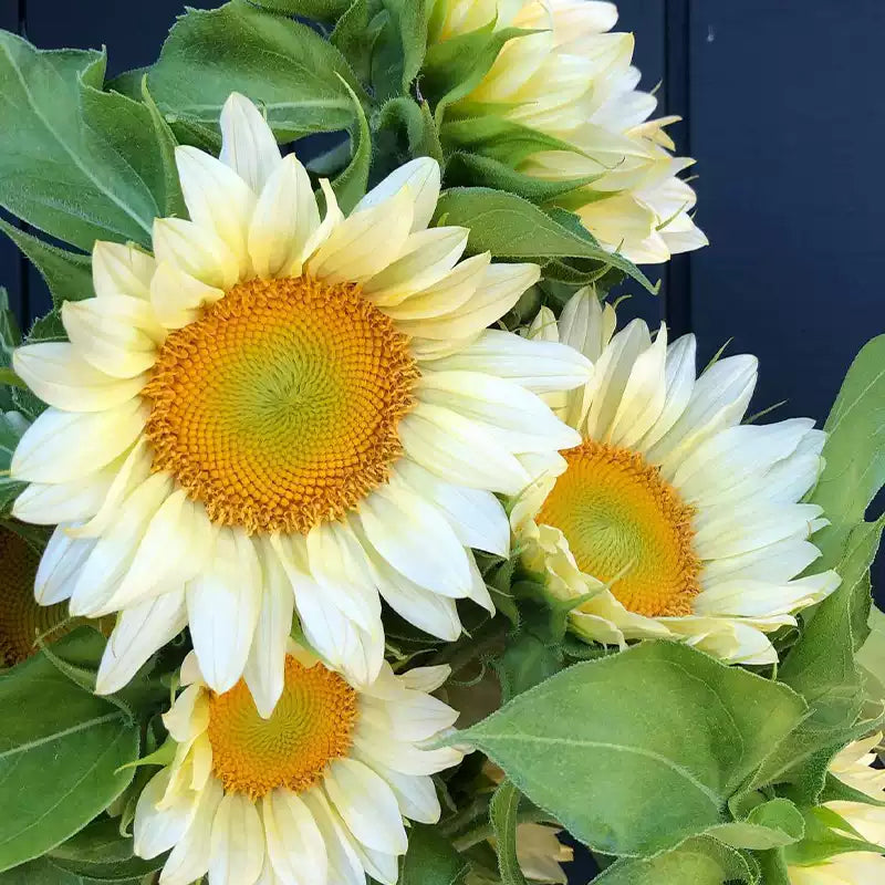 O1CN011gHnWy2JkjixyezXA__2213216199460_jpg_q50_jpg