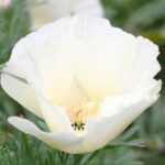 O1CN011crYSp2JkjasYn9Qj__2213216199460_jpg_q30_jpg