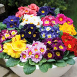 Lighthouse Mix Primula Seeds
