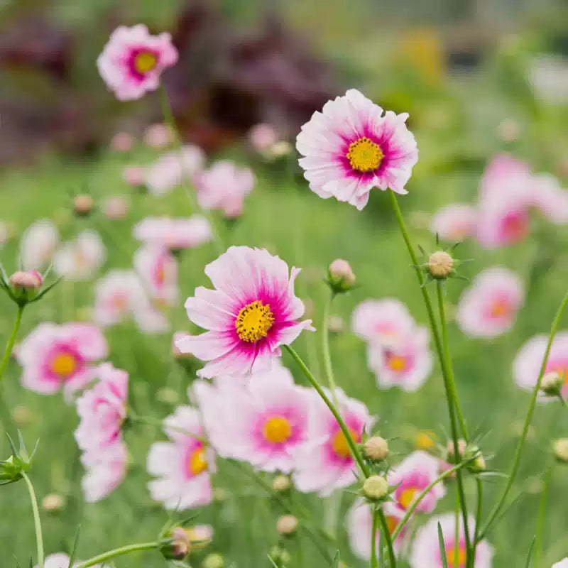 O1CN0129V5eP1wtgAMNsNs1__753026366_jpg_q50_jpg