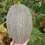 Hales Best Jumbo Melon Seeds