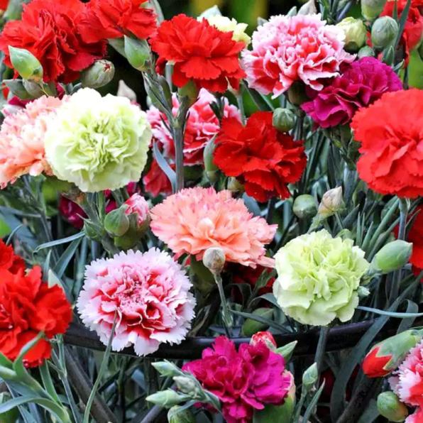 Carnation Seeds - Grenadin Double Mix Dianthus Seeds