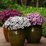 MixOsteospermumSeeds11