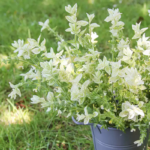 O1CN01FegAEC1wtgLRN9eWl__753026366_jpg_q50_jpg